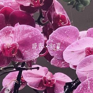 晚春(Late in the Spring)