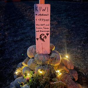 Kiwi, du fehlst