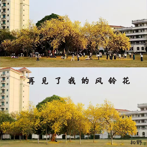 再见了我的风铃花