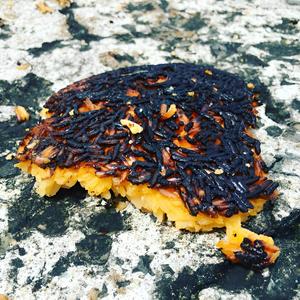 Cachaco Primate Duardo