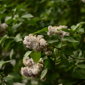 Chữa Bệnh Cảm Xúc