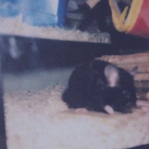 Mouse in A Tank - Demo