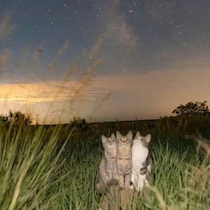 ''Ralph Lauren'' uk drill Beat