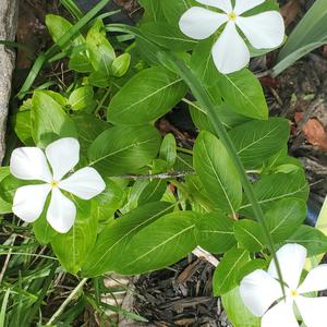 Dividends (Version Two)