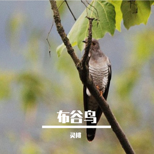布谷鸟