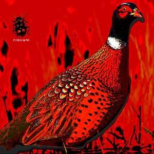 Somnifero (paralisis)