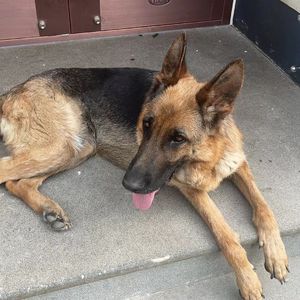 黑豆 元宝 傻傻分不清楚