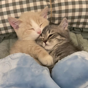 宇宙安排的相爱