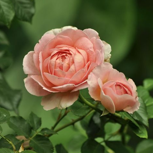 ＂柠檬＂Boombap/钢琴/Old School/叙事 Type Beat