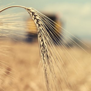 闲亭或者青楼及女子