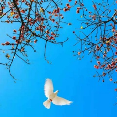 攀枝花花开红艳艳