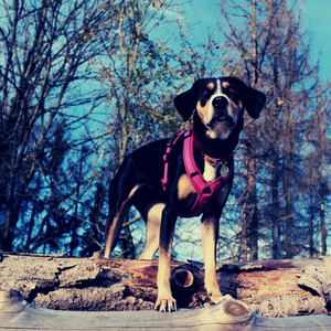 Pleasant (Calming Your Dog)