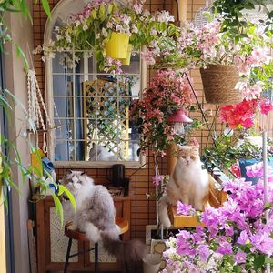 十里平湖霜满天