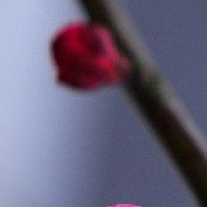 旧时的风光 伴奏