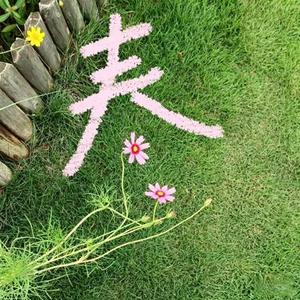 风吹起落叶 (Cover 赖湘文)