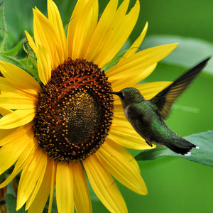 São Miguel (feat. Chandra Lacombe)