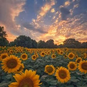 吹你吹过的晚风（钢琴曲）