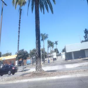 Bebop and Rock Steady