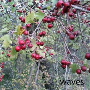 Waves (Original Mix)