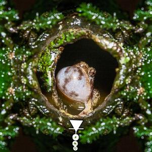 Non-Melodic Trills From An Olive Appearance Probity Habevioric Yibhrahdion In Rattling Quality Seldom