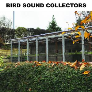 Bird Sounds