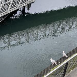 texas (feat. nicopatty)