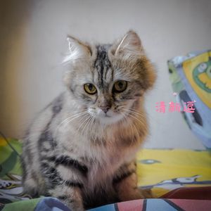 清新逗 (猫咪安抚)