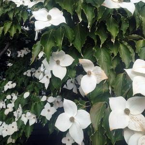 Red Tracks (feat. Ecovoron)