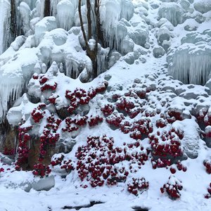 雪与海的交织