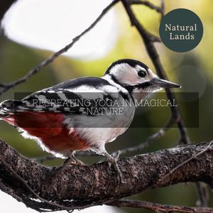 Tame Red Tailed Hawk