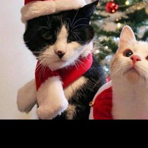 Star shop2 (feat. Gustav Ahr)