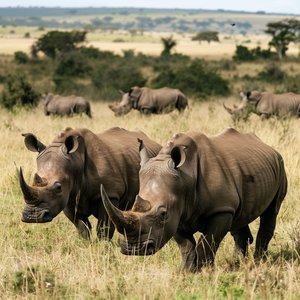 Lights Beyond the River