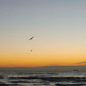 海盗船长2.0（cover风子）