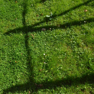 the trees are fruiting, the first leaves have fallen