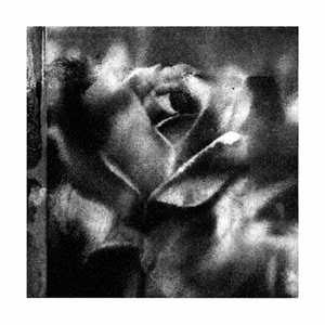 Datura
