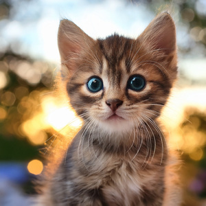 Barbilla En El Alféizar