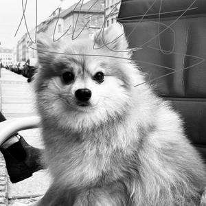 Ein süsser Hund (CICIMAN)