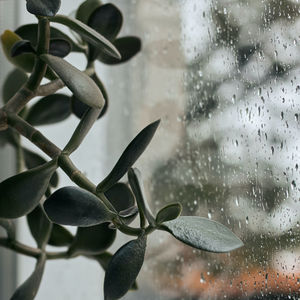 Jugar Con La Música