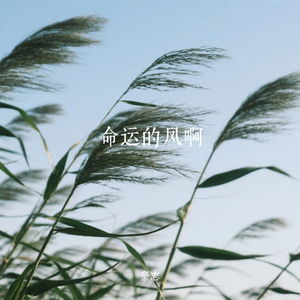 命运的风啊