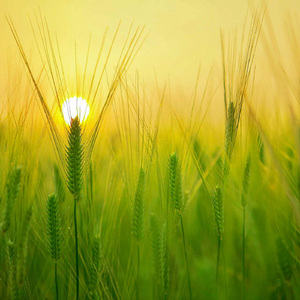 Andromeda Atmospheres