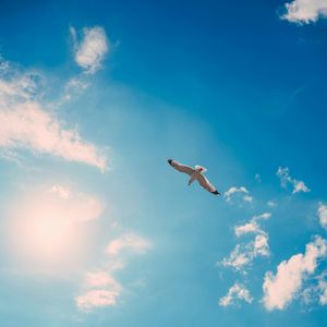 飞鸟(prod.by Morrow)