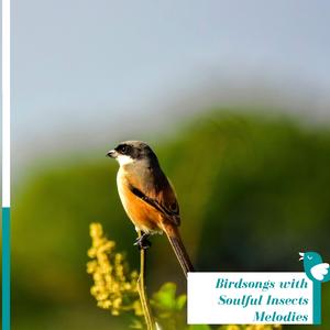 Explore Nature with Wetland Frogs Echos