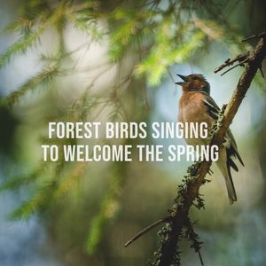 Forest Birds Singing to Welcome the Spring: Natural Relaxing Sounds to Calm the Stressed Mind