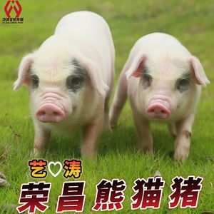 荣昌熊猫猪(DJROLL版)