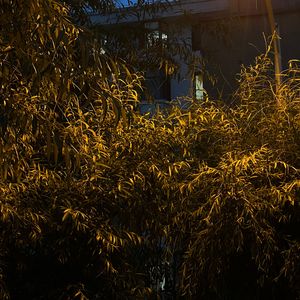 多幸运(Vision of Le)