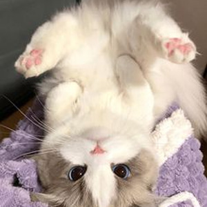 Silver Cross (slowed)