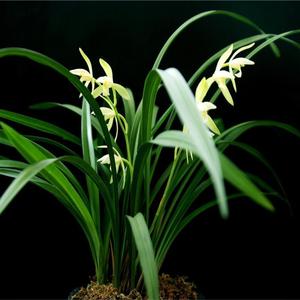 风过草原寄情长