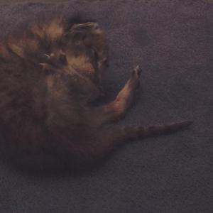 叫叫（guitar demo）