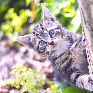 温和放松的猫梦想