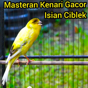 Masteran Kenari Gacor Isian Ciblek (Live)